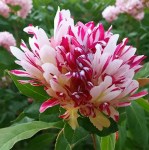 5fbccaa2e7c489013055856