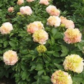 7b578a7106479884fe3b616dd4387cfd