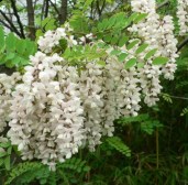 884076e32a85fde4d5ab4fe1dc1af0d4