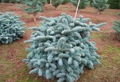 Abies-procera-Glauca