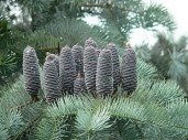 Abies_concolor_glauca1