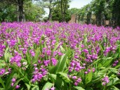 April-shiran-09-24