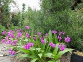 Bletilla_500
