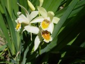 Bletilla_ochracea_AG
