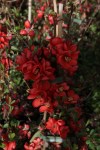 CHSCLEME_20140224141049