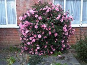 Camelia-Camellia-japonica