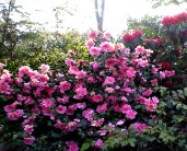 Camellia-Donation-21