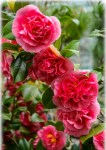 Camellia_Kramers_Supreme_-_20150326-2