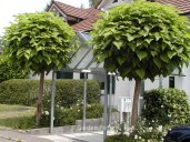 Catalpa-bignonioides-Nana
