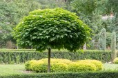 Catalpa_bignonioides_450x6001