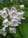 Catalpa_bignonioides_450x600
