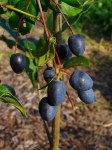 Chionanthus_virginicus_003