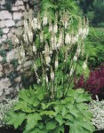 Cimicifuga-Racemosa
