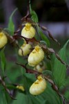 Cypripedium-parviflorum-pubescens-Башмачок-мелкоцветковый-пушистый