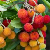 Drzewko-truskawkowe-Arbutus-Unedo-Ukorzeniona-Sadzonka-C1-C2-Nazwa-lacinska-arbutus-unedo