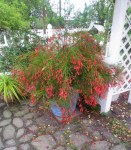 Firebush1_zps9cc608c2