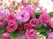 Flowering-Crab-Brandywine2