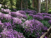 Geranium_maderense_trees_1024x1024