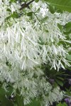 Grancy-Graybeard-Tree-Flowers-21-500x750