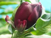 H_14_Aug_MAGNOLIA_aphrodite_01