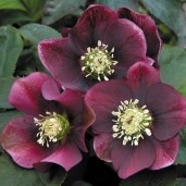 Hellebore-Flash-Gordon