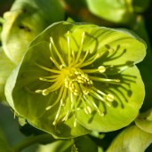 Hellebore-sternii-Remi-Helleborus-x-sternii-copyright-6914230-1_29