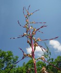 Himantoglossum5