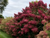HydBerryWhite-396-10091-1-768x576