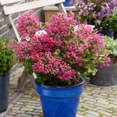 Lagerstroemia_With_Love_Kiss_0015004__29439