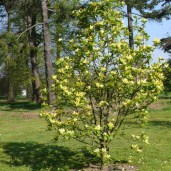 Magnolia-Daphne-01