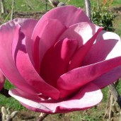 Magnolia-Sweet-Merlot