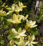 Magnolia_Daphne_01