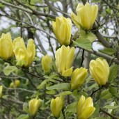 Magnolia_Daphne_03
