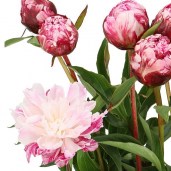 PEONY-CANDY-STRIPE-60cm-2