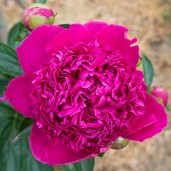 Paeonia-lactiflora-Felix-Crousse-84505-1