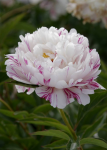 Peony-Lactiflora-Candy-Stripe-5350