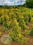 Picea_abies_Gold_Drift_6_white_mark__75796