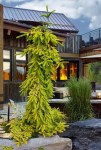 Picea_abies_Gold_Drift_close_branch_white_mark__477411