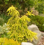 Picea_abies_Gold_Drift_close_branch_white_mark__477416