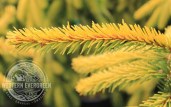 Picea_abies_Gold_Drift_close_branch_white_mark__47741