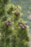 Pinus-cembra_Bornand-Christophe_2009-07-13_0242