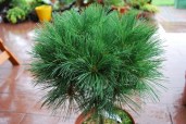Pinus-strobus-Horsford-Pawel