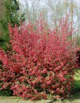 Ribes-sanguineum-011-640x819