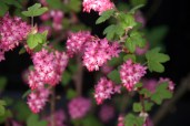 Ribes-sanguinium-6
