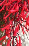 Russelia_equisetiformis21868