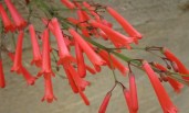 Russelia_equisetiformis3484