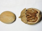 Shellbark-Hickory-5