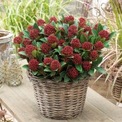 Skimmia_japonica_Dwarf_Collection_1014625_3__41912