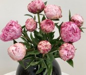 The-Fawn-Pink-Peonies