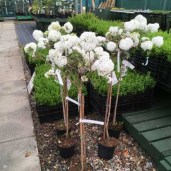 VIBURNUM-ESKIMO-TREE1-500x500